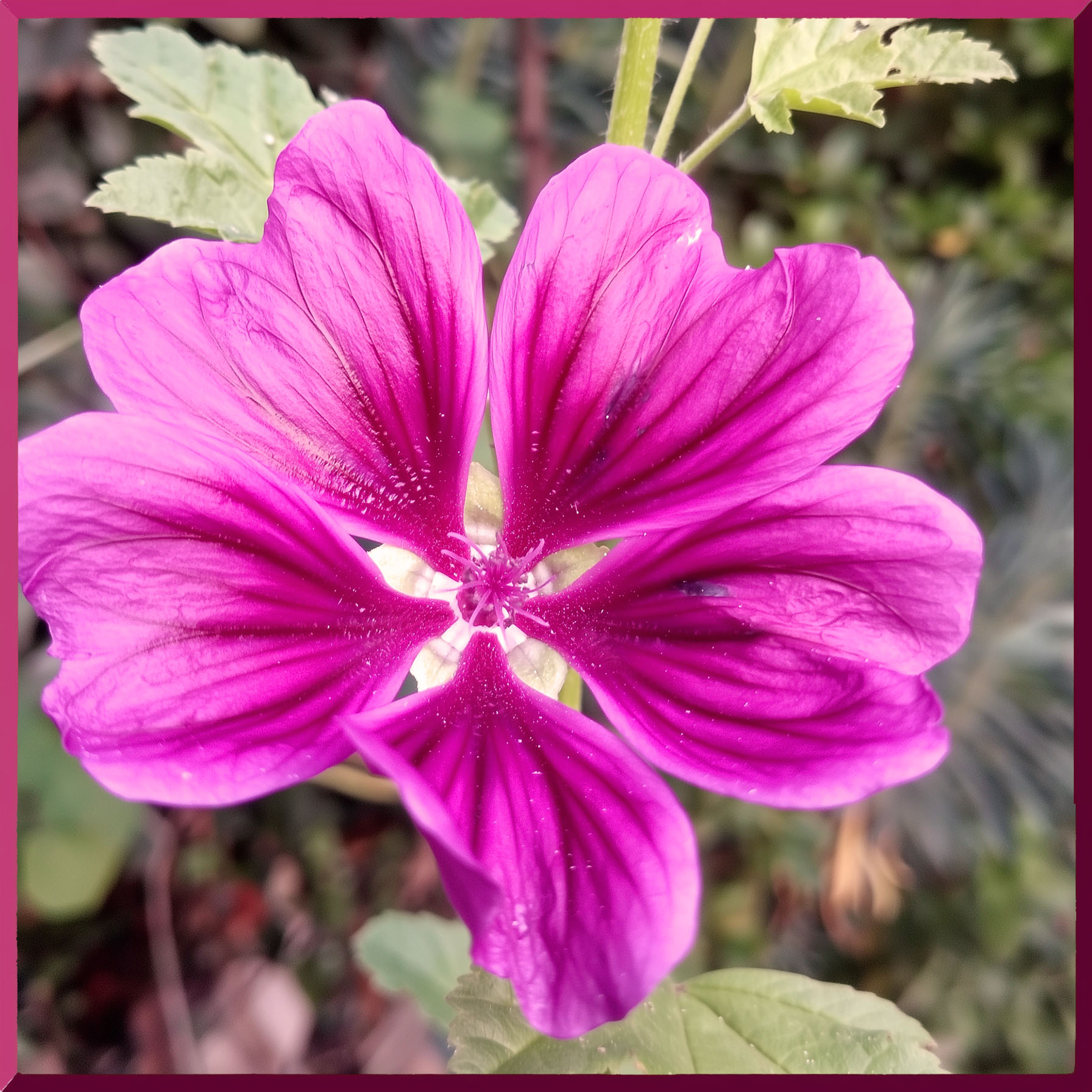 l'éclosion d'une mauve